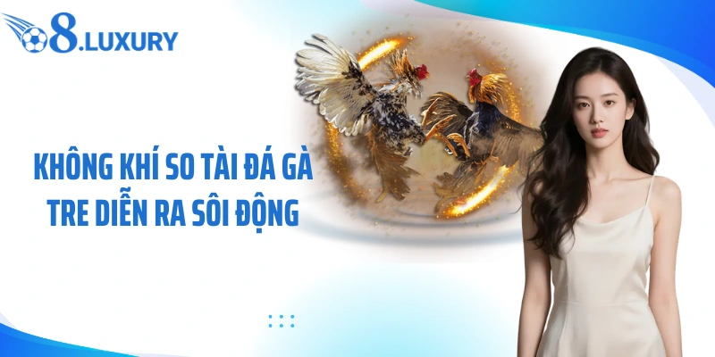 Đá Gà Tre - Hình Thức Cá Cược Đấu Kê Đầy Hấp Dẫn Cùng O8 2 Không khí so tài đá gà tre diễn ra sôi động