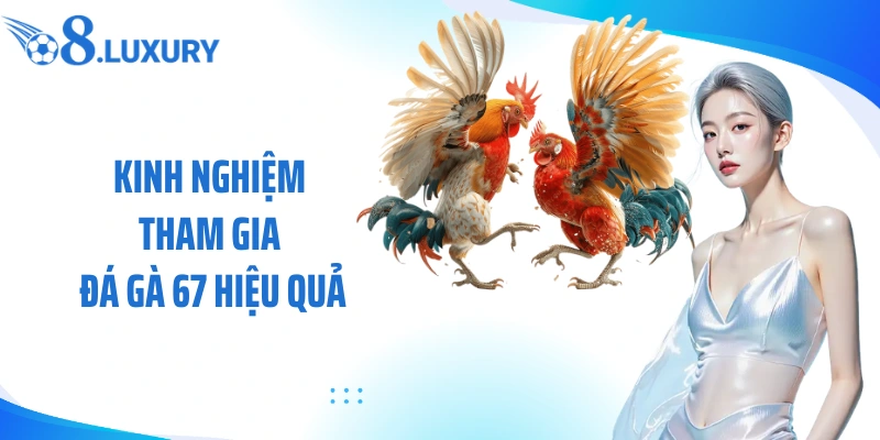 Đá Gà 67 Tại O8 - Trải Nghiệm Cá Cược Đấu Kê Trực Tuyến Hấp Dẫn 4 Kinh nghiệm tham gia đá gà 67 hiệu quả